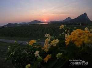 Kebun Anggur di Thailand Ini Mirip di Eropa