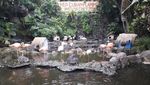 Kebun Binatang yang Tak Biasa di Batu