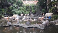 Burung flamingo