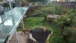 Kebun Binatang yang Tak Biasa di Batu