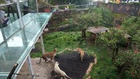 Harimau di kebun binatang