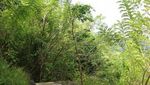 Kebun Buah di Bantul Punya Sungai Seindah Ini