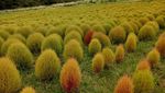 Kebun Bunga Ini di Mana ya?