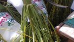 Kebun Kurma Madinah, Bak Oase di Tengah Gurun Gersang