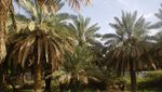 Kebun Kurma Madinah, Bak Oase di Tengah Gurun Gersang