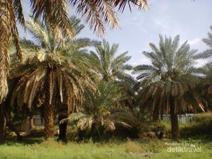 Kebun Kurma Madinah, Bak Oase di Tengah Gurun Gersang