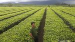 Kebun Teh Instagenic dari Jambi