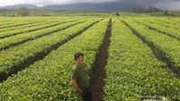 Saya tak lupa berfoto di kebun teh Kayu Aro