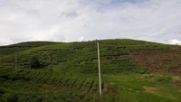 Perbukitan kebun teh Kayu Aro menjadi pemandangan kundah ketika melintasi Kecamatan Kayu Aro