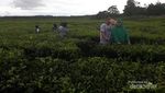 Kebun Teh Instagenic dari Jambi