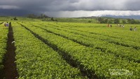 Hamparan Kebun Teh di Kaki Gunung Kerinci