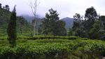 Kebun Teh Medini, Cantiknya Saingi Kebun Teh Puncak