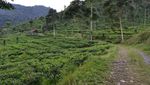 Kebun Teh Medini, Cantiknya Saingi Kebun Teh Puncak