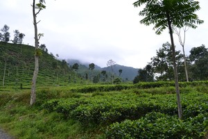Kebun Teh Medini, Cantiknya Saingi Kebun Teh Puncak