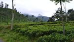 Kebun Teh Medini, Cantiknya Saingi Kebun Teh Puncak