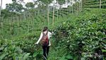 Kebun Teh Tritis, Alternatif Wisata di Yogyakarta
