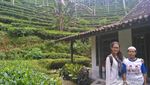 Kebun Teh Tritis, Alternatif Wisata di Yogyakarta