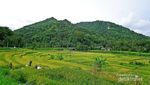 Kebun Teh Tritis, Alternatif Wisata di Yogyakarta