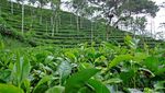 Kebun Teh Tritis, Alternatif Wisata di Yogyakarta