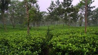 Hamparan kebun teh yang hijau (dok. Blogdetik)