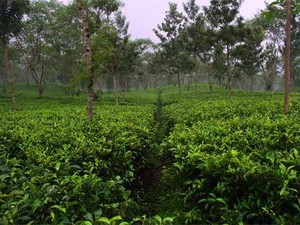 Kebun Teh Wonosari, Kesejukan Khas Malang