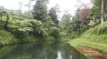 Kebun Teh yang Sejuk Buat Wisata Keluarga di Jateng