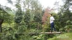 Kebun Teh yang Sejuk Buat Wisata Keluarga di Jateng