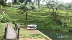 Kebun Teh yang Sejuk Buat Wisata Keluarga di Jateng