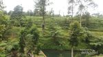 Kebun Teh yang Sejuk Buat Wisata Keluarga di Jateng