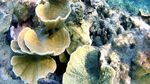 Kecantikan Bawah Laut Pulau Tunda