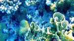 Kecantikan Bawah Laut Pulau Tunda