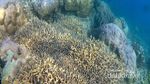 Kecantikan Bawah Laut Pulau Tunda