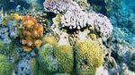 Kecantikan Bawah Laut Pulau Tunda