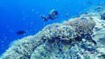 Kecantikan Derawan Tak Terbantahkan