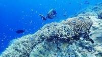 Keindahan Laut Pulau Kakaban