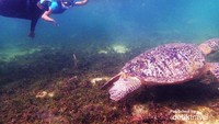 Bertemu penyu di Derawan