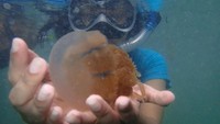 Golden Jellyfish di Pulau Kakaban