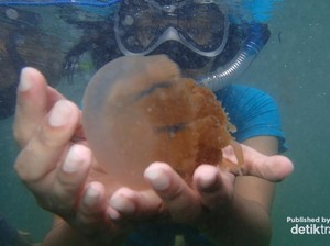 Kecantikan Derawan Tak Terbantahkan