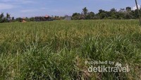 Di sekitar lembah akan disuguhi hamparan sawah yang menyejukkan mata.