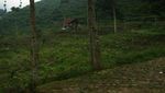 Kecantikan Tersembunyi di Lereng Gunung Ungaran