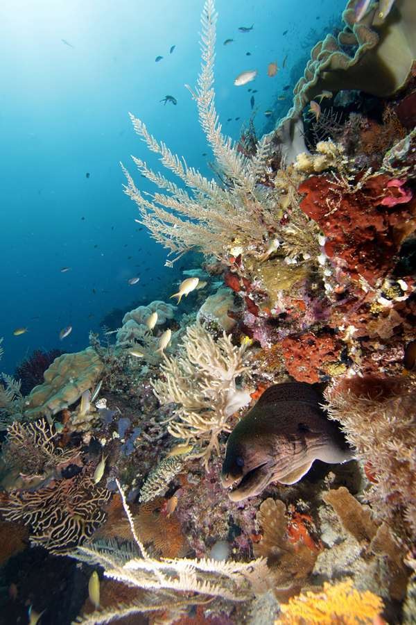 Indahnya bawah laut Raja Ampat (dok. Wilman Latief/dtraveller)