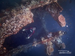 Keindahan Bawah Laut Bali Itu Ada di Tulamben