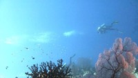 Diving di Pulau Menjangan