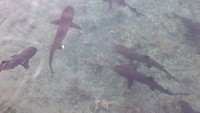 Penangkaran ikan hiu di Karimunjawa