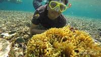 keindahan bawah laut pahawang
