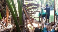 Tempat Pembuatan Sagu