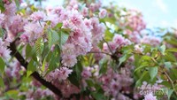 Indahnya Bunga Sakura yang bermekaran di Taman Herastrau