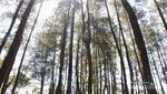 Keindahan Tersembunyi di Taman Nasional Gunung Ciremai