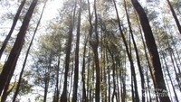 Hutan pinus di Bumi Perkemahan Palutungan