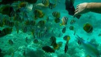 snorkeling.jpg